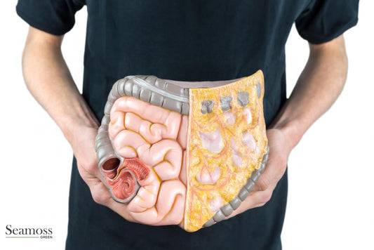 Can Sea Moss Help Bloating? Benefits for Digestion & Gut Health