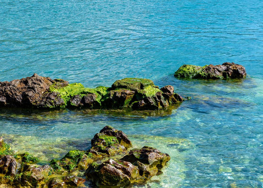 Sea Moss for Skin: Benefits for Healthy, Glowing Skin
